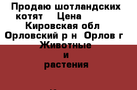 Продаю шотландских котят. › Цена ­ 3 000 - Кировская обл., Орловский р-н, Орлов г. Животные и растения » Кошки   